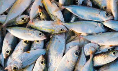 Togo/Alerte toxique à Todman : Une mortalité inquiétante de poissons met les autorités en éveil