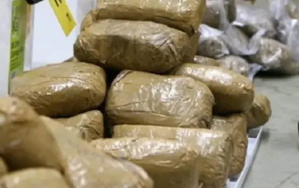Côte d’Ivoire : saisie record de 80 blocs de cannabis à Attécoubé
