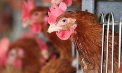 Togo : Une formation accélérée pour freiner les grippes aviaire et porcine