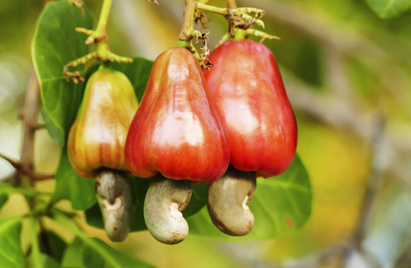 Campagne 2025 de l’anacarde : l’ICAS tire la sonnette d’alarme