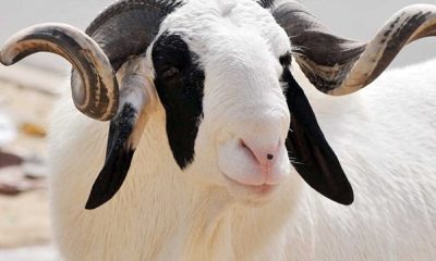 Voici la date officielle de la fête de Tabaski sur toute l’étendue du territoire togolais.