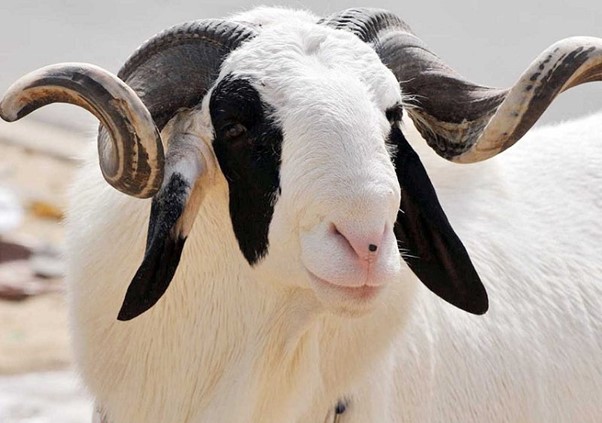 Voici la date officielle de la fête de Tabaski sur toute l’étendue du territoire togolais.