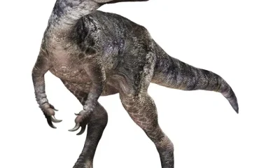 Paléontologie : la découverte d’un dinosaure en Mongolie bouleverse l’histoire du T-rex