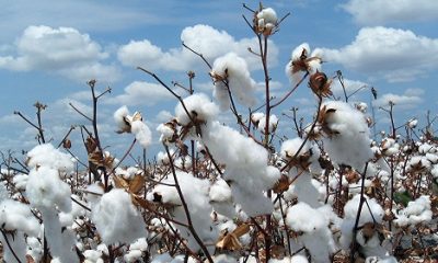 Campagne cotonnière au Togo : Les agriculteurs peuvent-ils encore croire à la promesse du coton ?