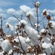 Campagne cotonnière au Togo : Les agriculteurs peuvent-ils encore croire à la promesse du coton ?
