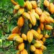 Café et cacao : le Togo mise sur ses techniciens pour redynamiser des filières stratégiques