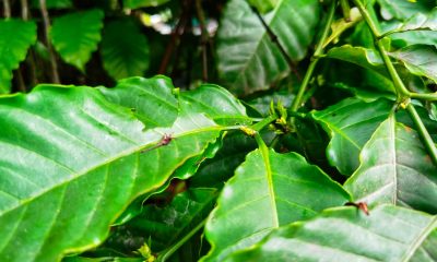 Ravageurs du caféier : Alerte rouge dans les plantations des Plateaux