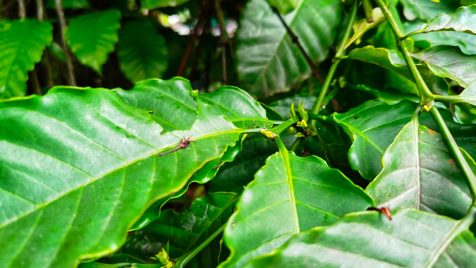 Ravageurs du caféier : Alerte rouge dans les plantations des Plateaux