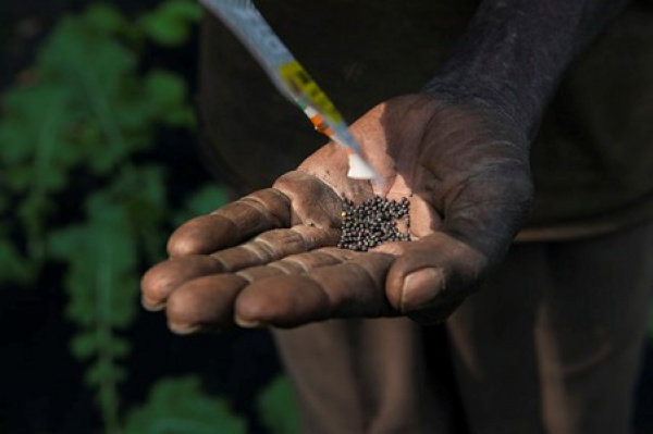 Togo : Vers une meilleure protection du patrimoine génétique face aux pressions foncières