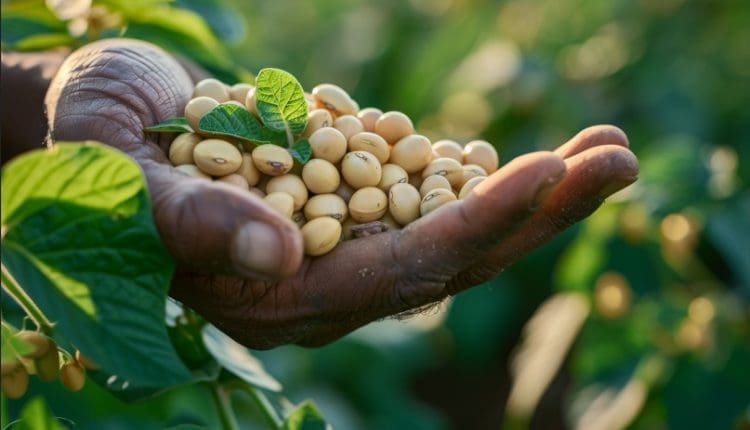 Togo : le soja s’impose comme le nouvel or vert et moteur de croissance agricole et économique