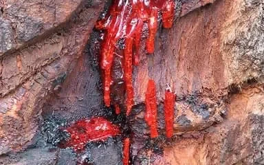 Un baobab coule du sang : phénomène troublant qui défie la science, miracle ou malédiction ?