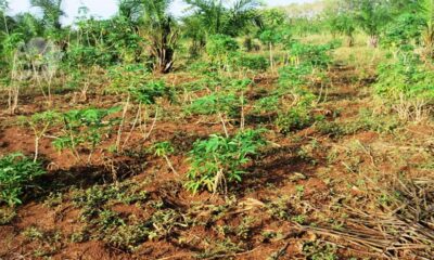 Togo : alerte rouge sur les terres agricoles, villages et fermes menacés par les lotissements anarchiques