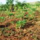 Togo : alerte rouge sur les terres agricoles, villages et fermes menacés par les lotissements anarchiques