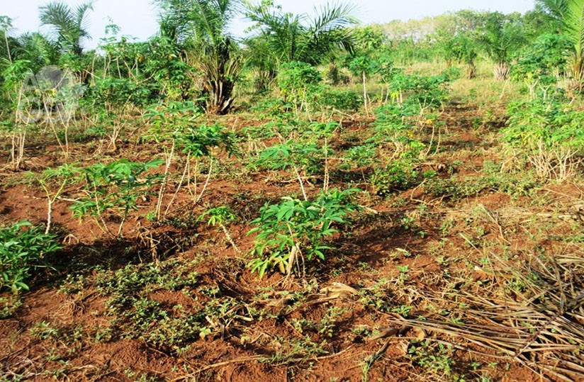 Togo : alerte rouge sur les terres agricoles, villages et fermes menacés par les lotissements anarchiques