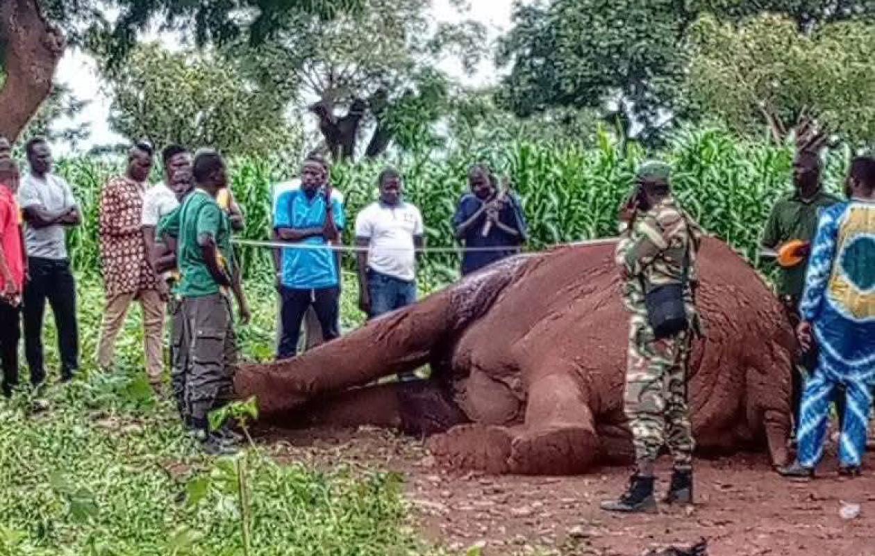 Panique à Bobo-Dioulasso : un éléphant en fuite abattu après avoir provoqué des dégâts et blessés pendant plusieurs heures