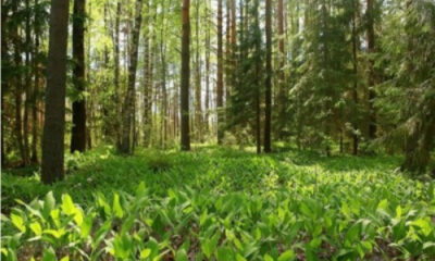 Togo : Une nouvelle phase du projet de restauration des paysages forestiers