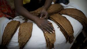 Travail forcé : Des prisonniers utilisés pour produire des cigares d’exportation