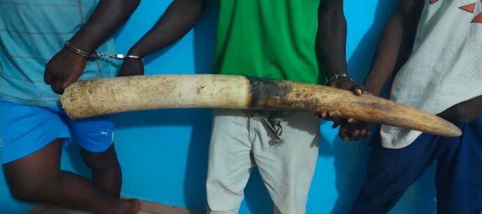 Togo/Atakpamé : 3 trafiquants d’ivoire condamnés pour atteinte à une espèce protégée