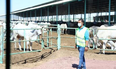 Accélération de la production animale pour une meilleure sécurité alimentaire