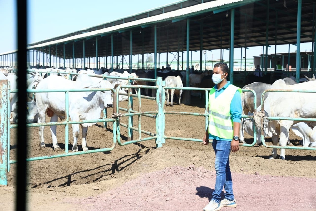 Accélération de la production animale pour une meilleure sécurité alimentaire
