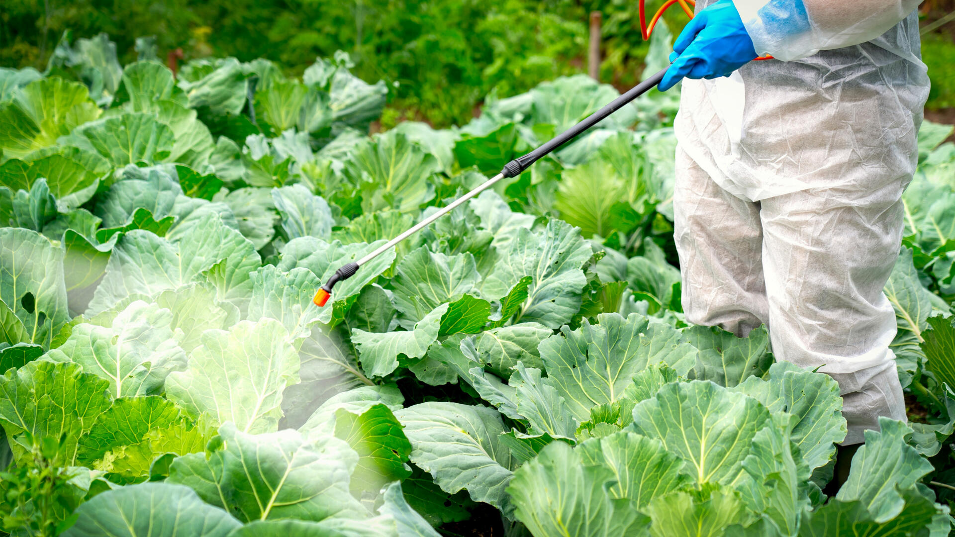 Alerte sanitaire au Togo : Des fruits et légumes contaminés envahissent les marchés
