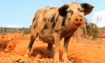 Le Togo mobilise ses partenaires pour contenir la peste porcine africaine