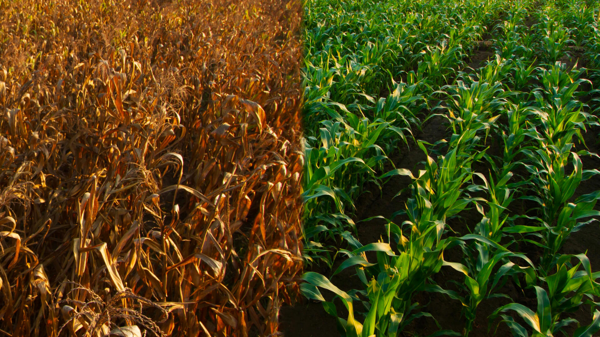 Changements climatiques : Une veille permanente pour renforcer la résilience du Togo