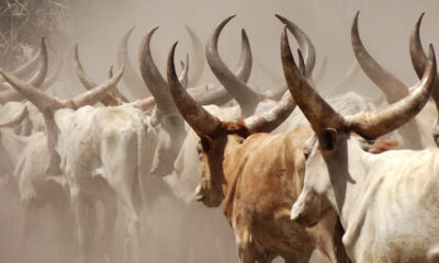 Transhumance apaisée : la préfecture de Bas-Mono agit après un incident mortel