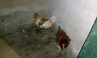 Insolite : Deux poules détenues par la gendarmerie pour sorcellerie !