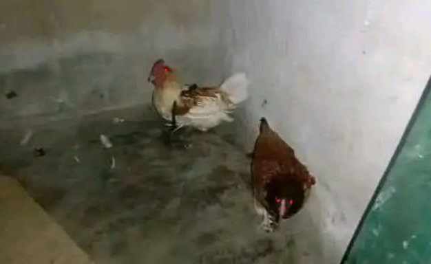 Insolite : Deux poules détenues par la gendarmerie pour sorcellerie !