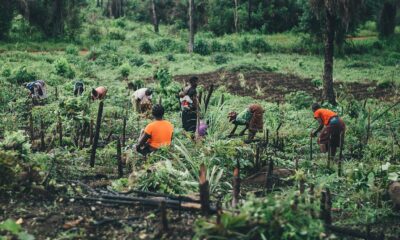 Reboisement au Togo : naissance d’un Centre national de semences forestières