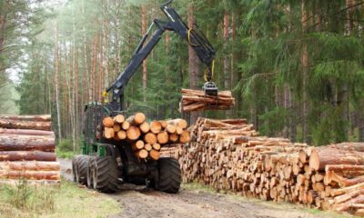 Togo : Le ministre Kokoroko lance une offensive contre l’exploitation sauvage du bois-énergie