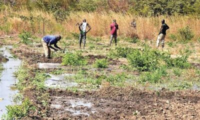 L’envoi des prisonniers dans les champs : l’opinion publique valide déjà le projet