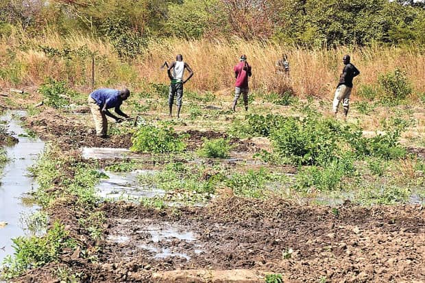 L’envoi des prisonniers dans les champs : l’opinion publique valide déjà le projet