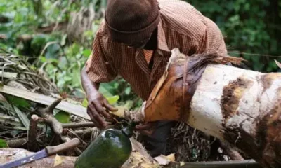 Zio 4 : tolérance zéro contre le sodabi frelaté