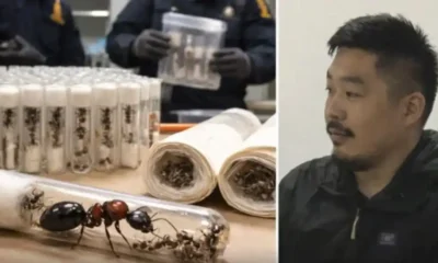 Kenya : arrestation spectaculaire d’un Chinois transportant 2 200 fourmis