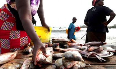 Togo : une production halieutique en forte progression pour réduire les importations