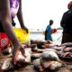 Togo : une production halieutique en forte progression pour réduire les importations