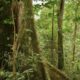 Togo : un officier supérieur prend la tête du corps des Eaux et Forêts