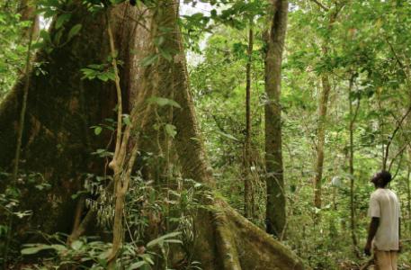 Togo : un officier supérieur prend la tête du corps des Eaux et Forêts