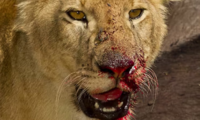 Golfe 1 : le lion blessé signalé dans plusieurs quartiers