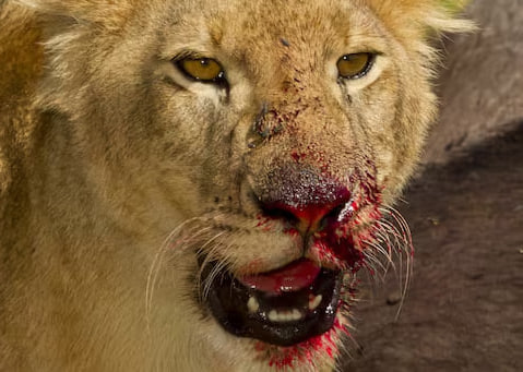 Golfe 1 : le lion blessé signalé dans plusieurs quartiers