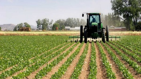 Agriculture togolaise : un potentiel énorme encore sous-exploité
