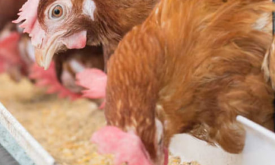 Tandjouaré : des éleveurs de volailles formés pour améliorer la production avicole