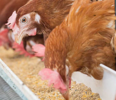 Tandjouaré : des éleveurs de volailles formés pour améliorer la production avicole
