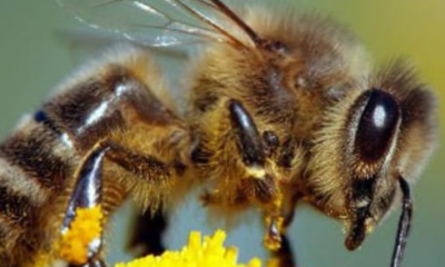 Le Palais de Lomé organisera, le 23 mai prochain dès 9h, une journée consacrée aux abeilles, ces insectes essentiels à l’équilibre de l’écosystème et à la préservation de la biodiversité.