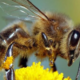 Le Palais de Lomé organisera, le 23 mai prochain dès 9h, une journée consacrée aux abeilles, ces insectes essentiels à l’équilibre de l’écosystème et à la préservation de la biodiversité.