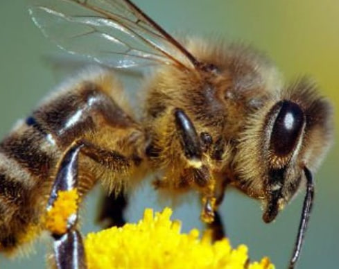 Le Palais de Lomé organisera, le 23 mai prochain dès 9h, une journée consacrée aux abeilles, ces insectes essentiels à l’équilibre de l’écosystème et à la préservation de la biodiversité.